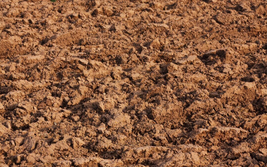 Jak odkwasić glebę i obniżyć jej PH? W jaki sposób można zmniejszyć kwasowość gleby?