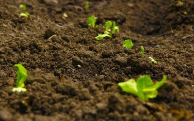 Wapnowanie gleb – Kiedy wapnować glebę i co daje sypanie wapna na pole?