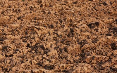 Jak odkwasić glebę i obniżyć jej PH? W jaki sposób można zmniejszyć kwasowość gleby? 