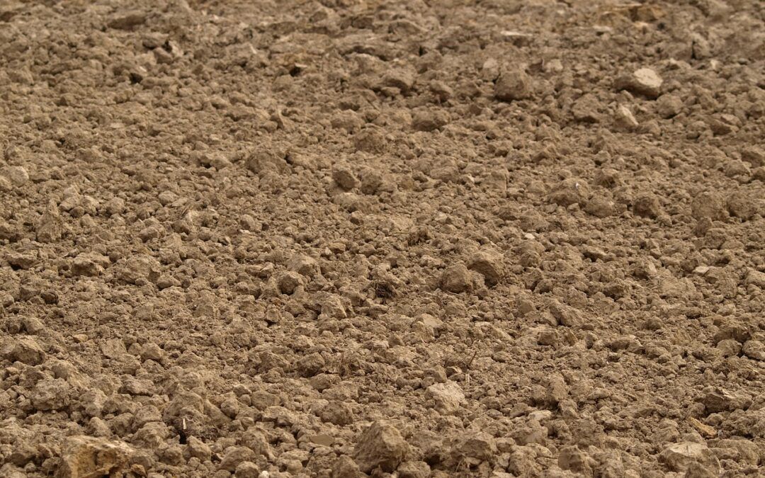 Analiza gleby – gdzie zrobić badanie gleby i ile kosztuje?