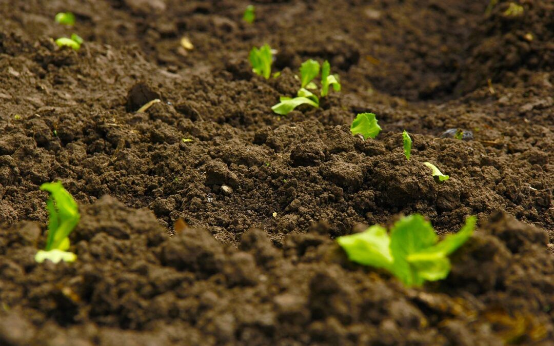 Co to jest degradacja gleby? Jakie są skutki degradacji ziemi?
