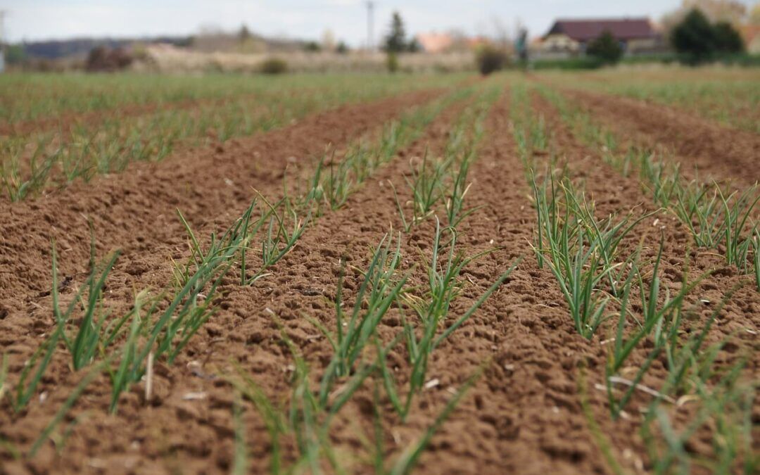 Wapnowanie gleb – Kiedy wapnować glebę i co daje sypanie wapna na pole?