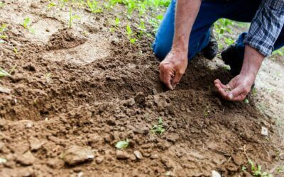 Próchnica glebowa – czym jest? Znaczenie i rola próchnicy w glebie